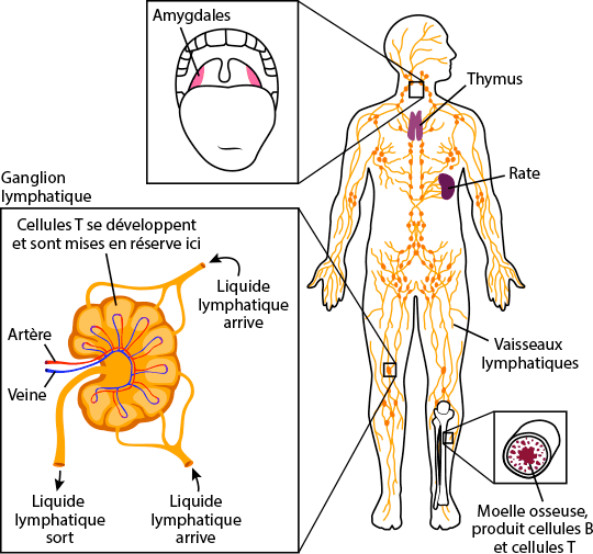 Anatomie Des Ganglions Lymphatiques De Systeme Interne Du Corps Humain