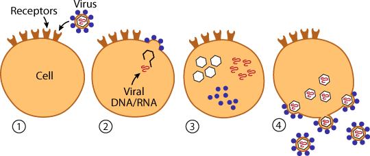 Virus Ask A Biologist