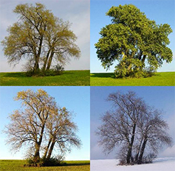 The same tree in four different seasons.