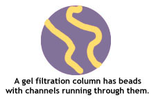 gel filtration
 column