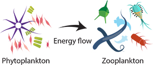 phytoplankton's energy goes to zooplankton