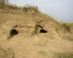 Grassland burrows