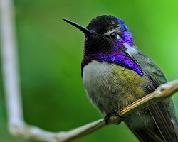 Costa's hummingbird purple perched
