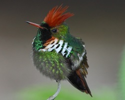 male hummingbird frilled coquette