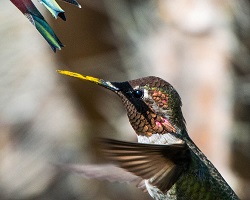 pollen covered hummingbird beak