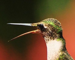 Ruby-throated hummingbird beak