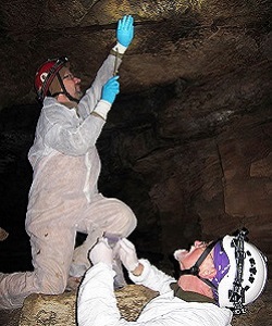 Collecting a bat that has signs of white nose syndrome.