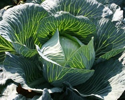 Healthy undamaged cabbage