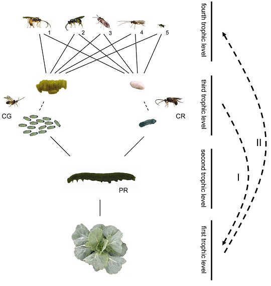 Trophic levels of parasite system