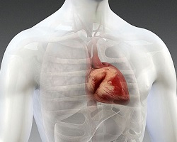 Human heart simulation