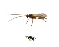 Two hyperparasitoid species