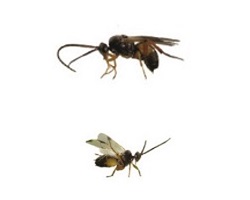 Two parasitoid wasps