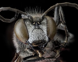 Aculeate wasp face