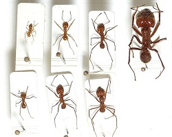Sizes of leafcutter ants from different castes