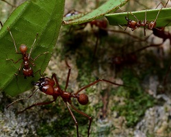Leafcutter foragers with guard ants