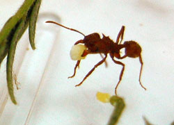 Que les gusta comer a las hormigas?