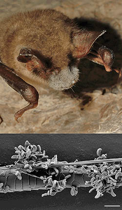 Bat with White-nose syndrome. SEM of fungus infecting bats.