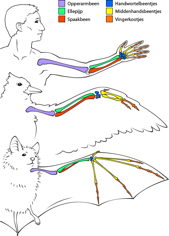 bone comparison illustration