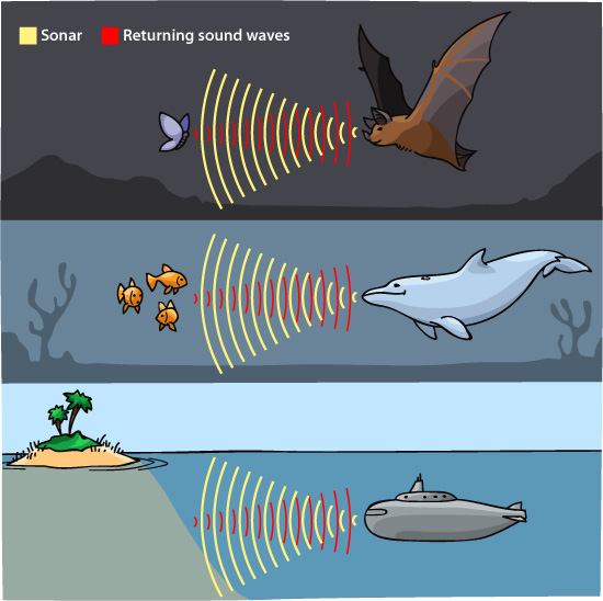 sonar echolocation illustration
