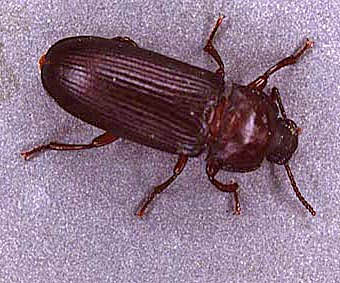 Adult Beetle