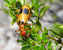 Blister beetle - Pyrota