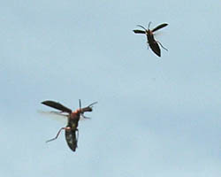 Flying blister beetles