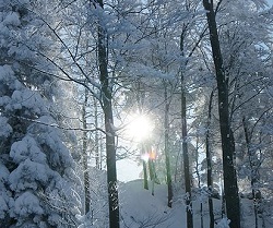 temperate forest in winter