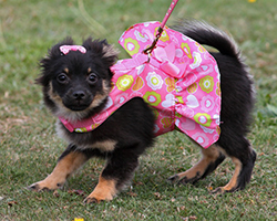 Puppy dressed up in pink