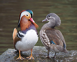 A colorful male and a less colorful female mandarin duck