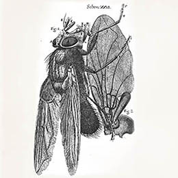 Robert Hooke Blue Fly Illustration