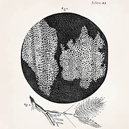 Robert Hooken piirros ohueksi viipaloidusta korkkipalasta, jota hän tarkasteli mikroskoopilla.