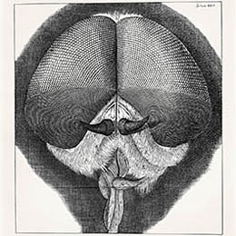 Robert Hooken piirros kuhnurikärpäsen päästä mikroskoopilla katsottuna.