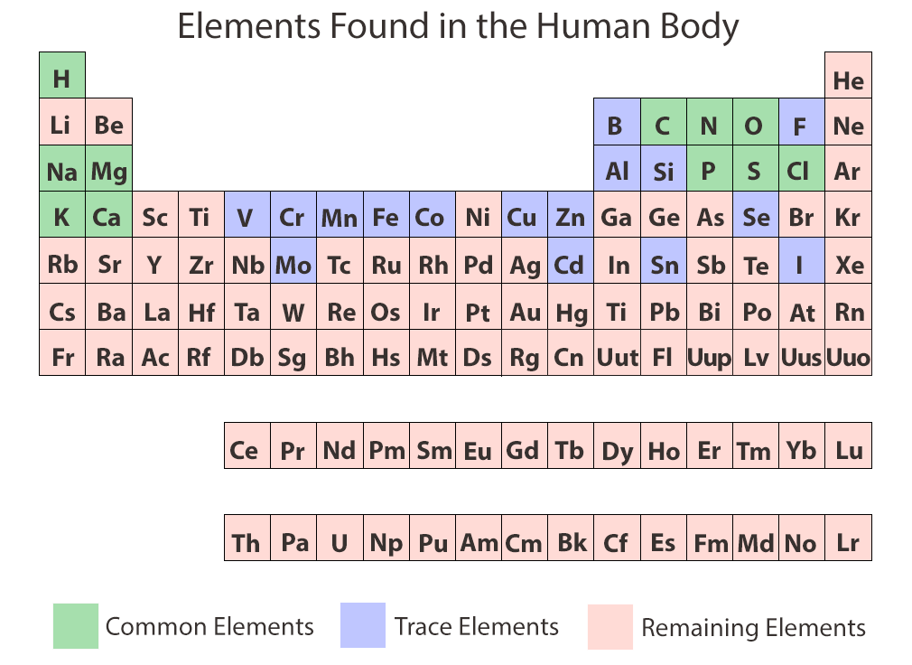 Chemical Elements of the Human Body | Ask A Biologist