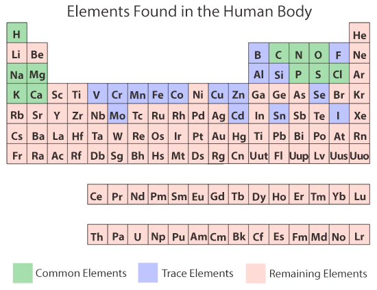 Periodic Table illustration of elements found in human body