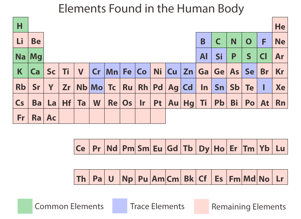 Chemical Elements Of The Human Body ASU Ask A Biologist