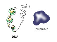 DNA and nucléolo