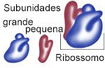 ribossomos grande pequeno