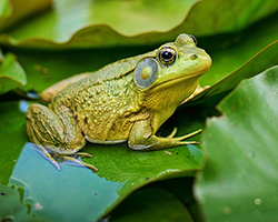 Picture of a bullfrog, a species that is native to the US east, but has moved into areas in the US west.