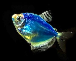 A bright blue fish, called a cosmic blue tetra, that was made to be blue using CRISPR gene editing technology