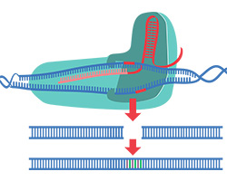 An illustration of CRISPR Cas9