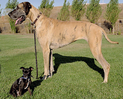 Different dog breeds being compared - a large great dane stands next to a tiny chihuahua