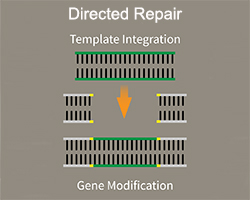 Figure showing directed repair gene editing