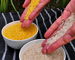 An image showing white rice next to golden rice, which is genetically modified to improve nutrition.