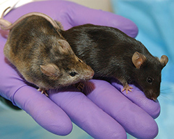 A brown, brindled mouse next to a dark brown lab mouse. The light brown mouse had certain genes associated with hair growth knocked out.