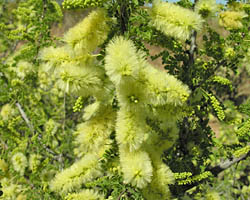 Catclaw acacia flower