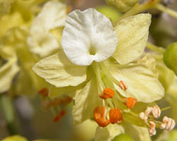 Paloverde flower