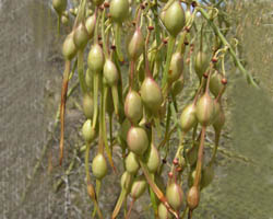 Paloverde fruit