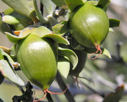 Jajoba fruit