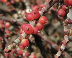 Mistletoe fruit