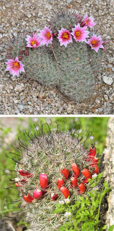 Pincushion cacti flower and fruit